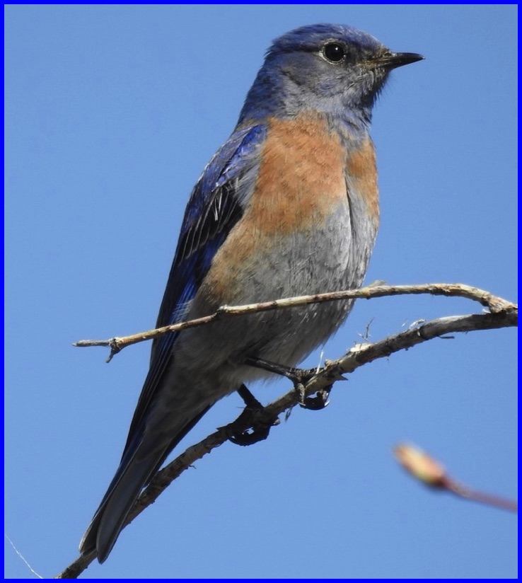 Why Are Bluebirds Blue?